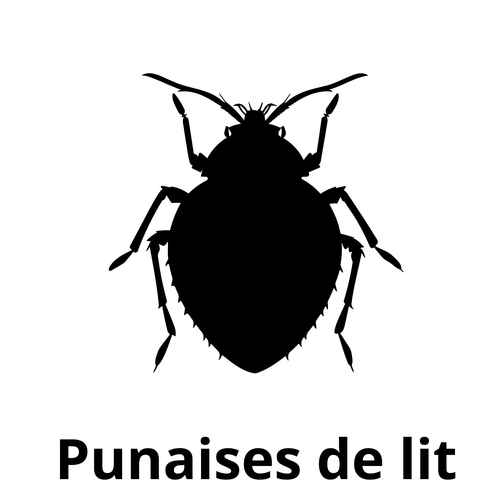 Punaises